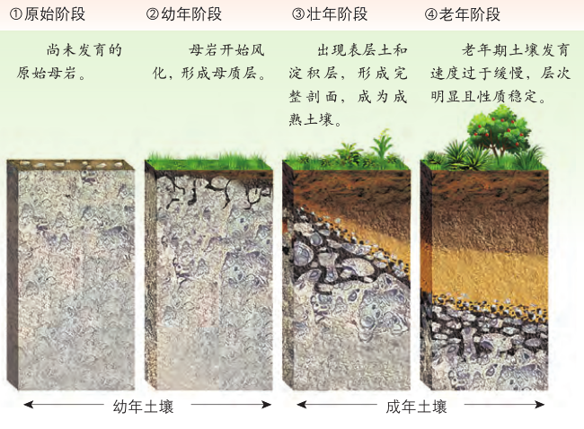 高一土壤剖面示意图图片